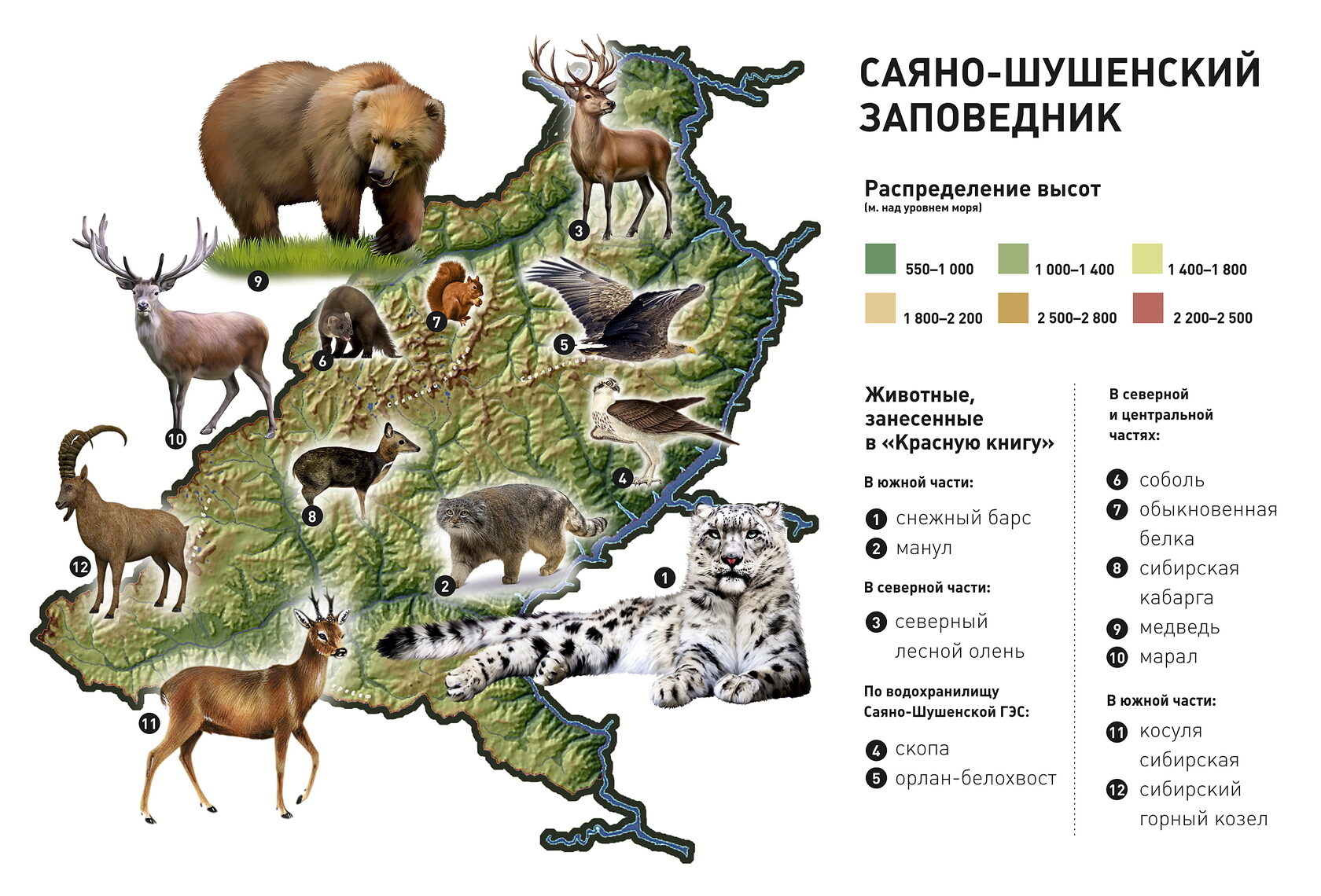 Окружается место где находится зверь